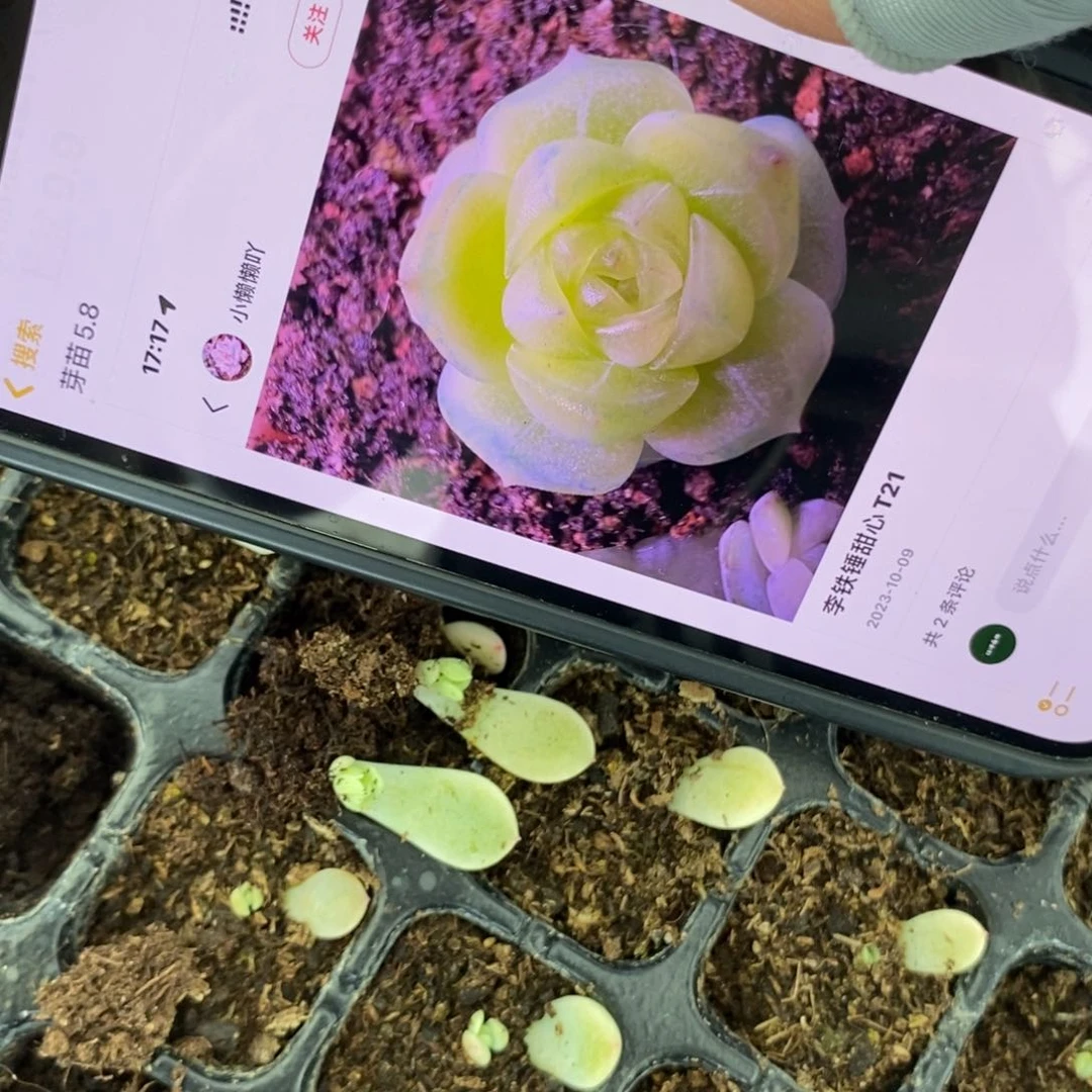 穴盘甜心t21芽苗一个多肉