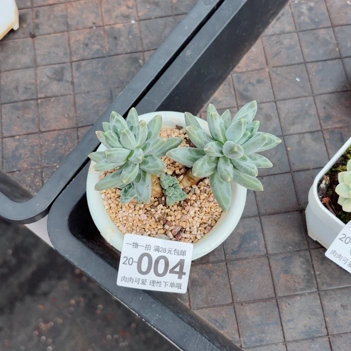 乌拉克拉多多肉多肉多