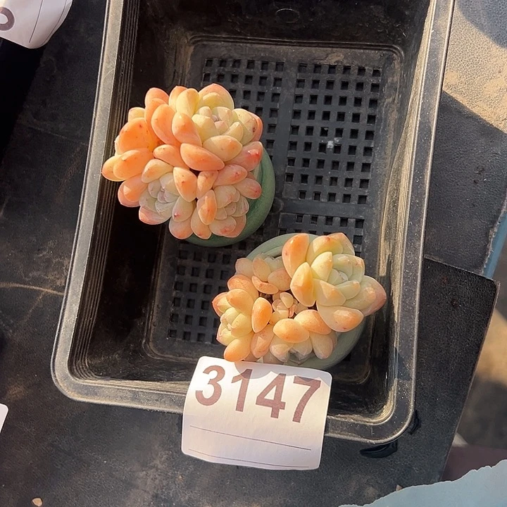 3147俩个四头冰玉带盆发