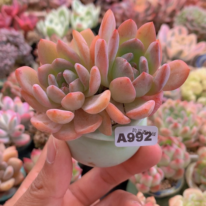 一物一拍含盆土满38包邮A992