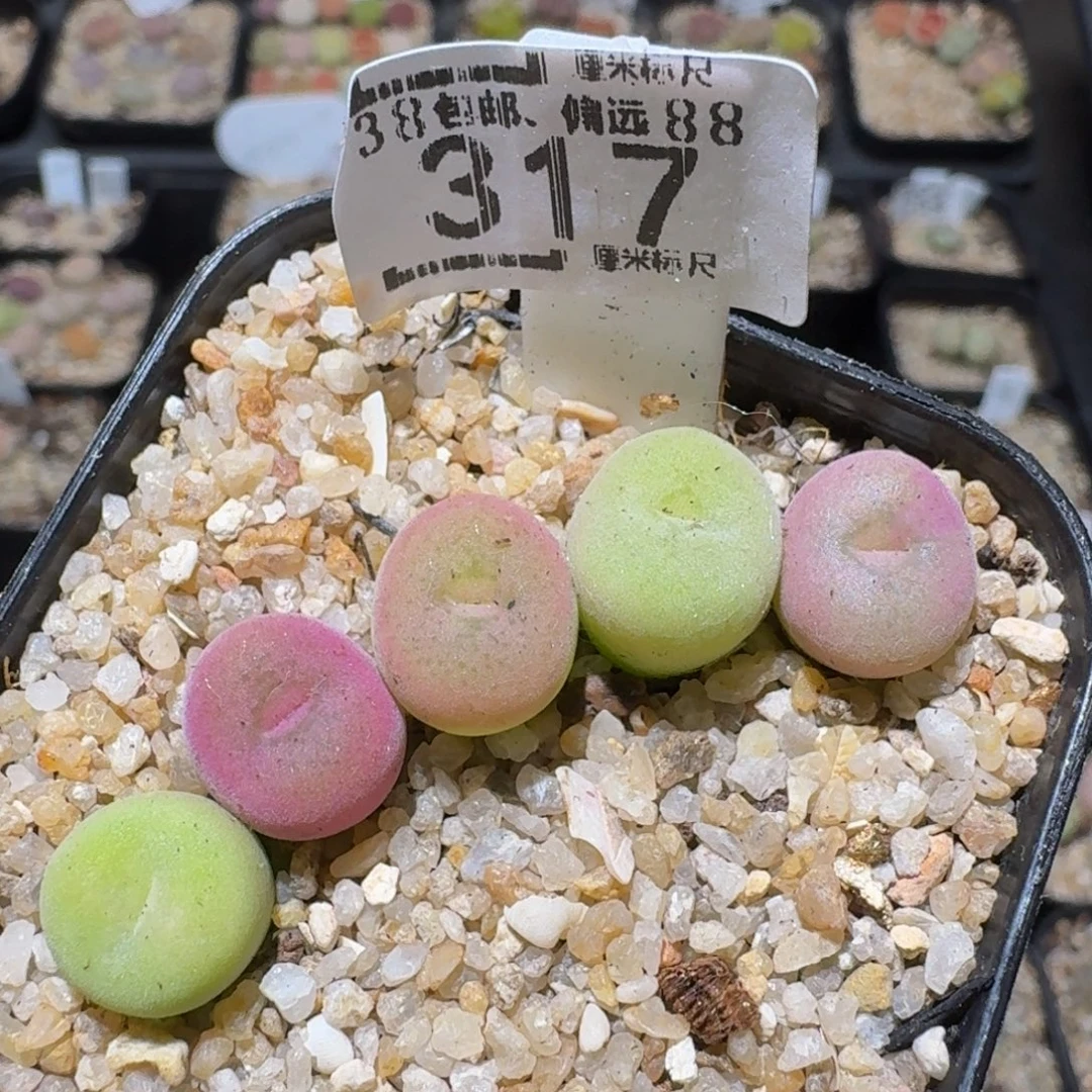 Zzzzzz精品生石花的317