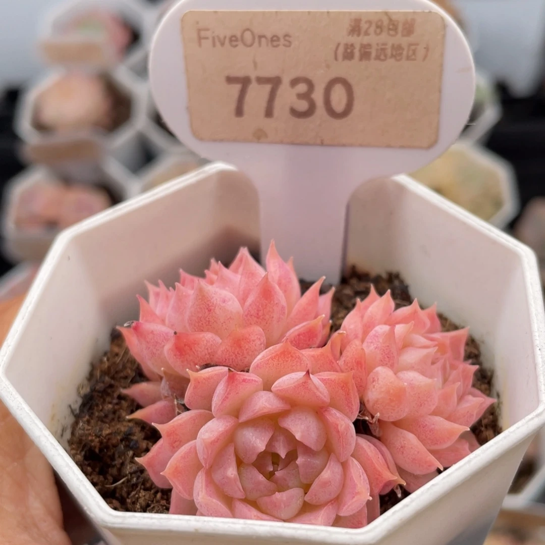 珠砂志7730-5.0厘米