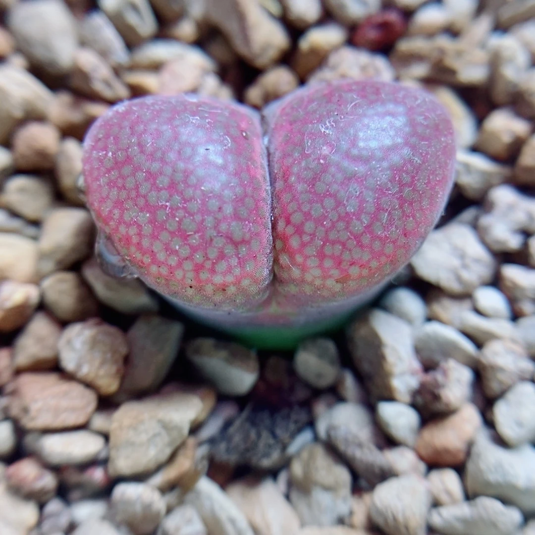 生石花花花花花花花674