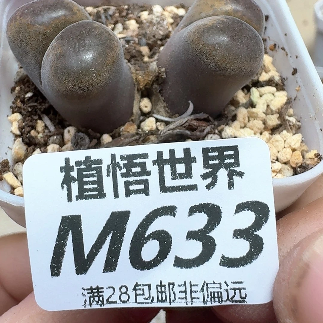 多肉植物的人生nmkk
