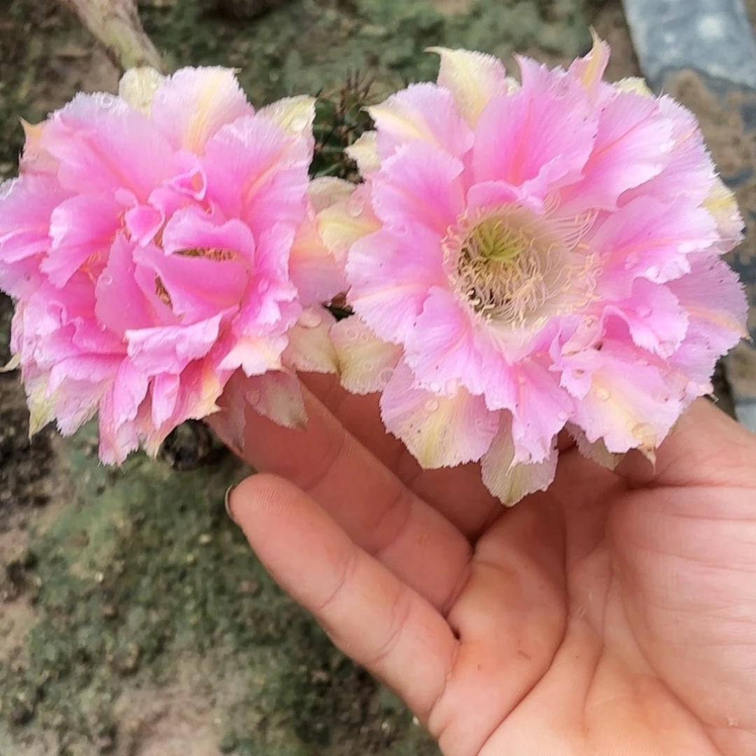 带根粉落带根仙人球瑕疵4-5公分