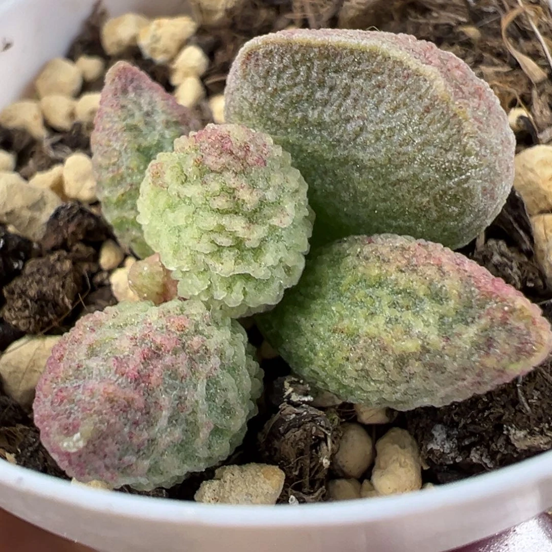 实生新品多肉植物水泡