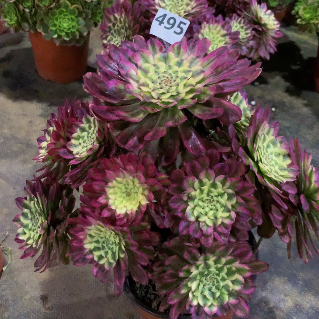 【闪购商品】七**豚495琉璃