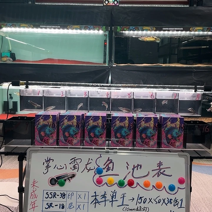 雷龙鱼金晨雷龙，福利清缸