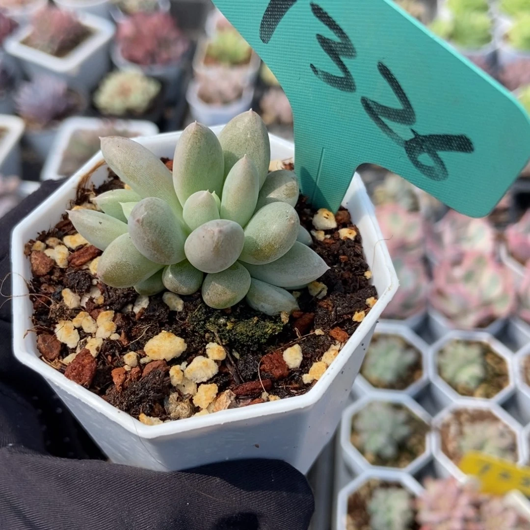 7326哥特多肉植物保护