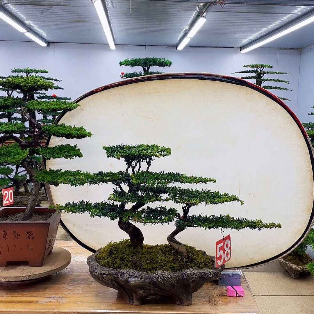 无花朵罗汉松盆景