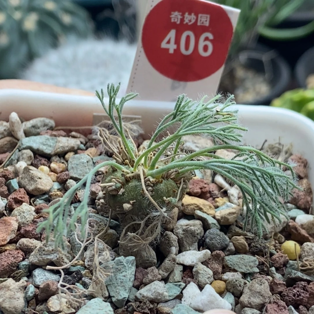 白皮月界1.6cm一棵仙人球