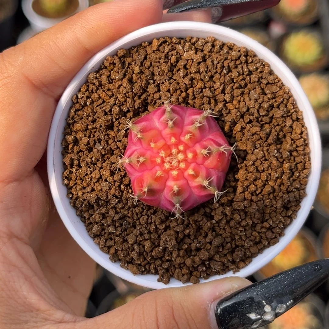 泰系红轮回 带盆土发货