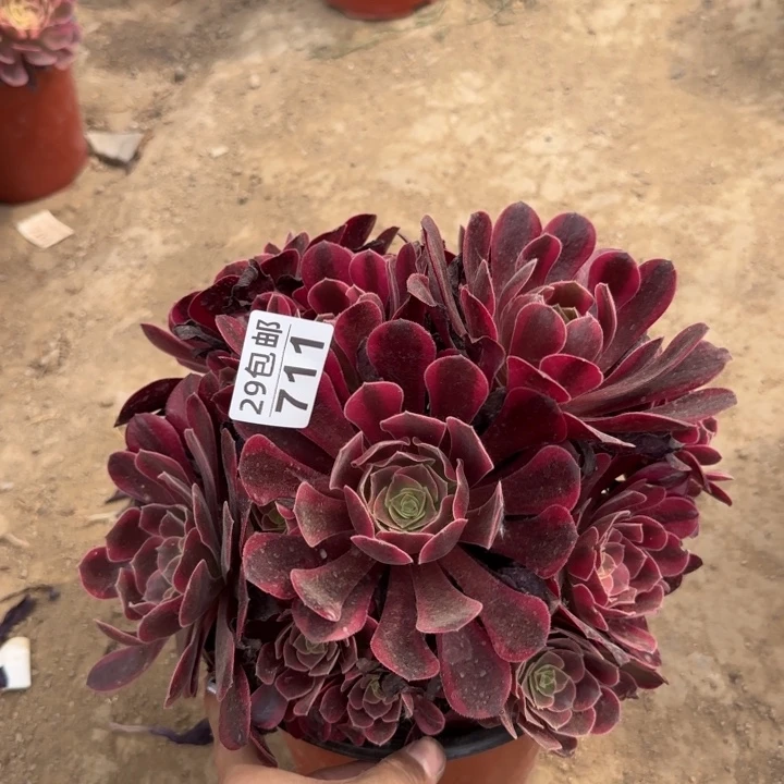 凤冠……多肉植物……