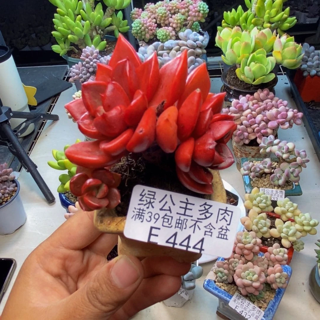 444夏洛特多肉5c m