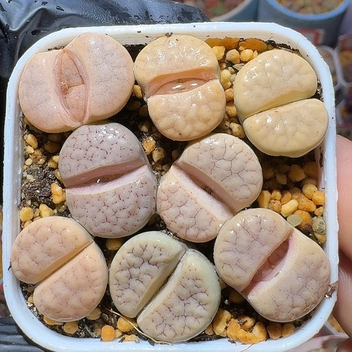 生石花1111111。 110