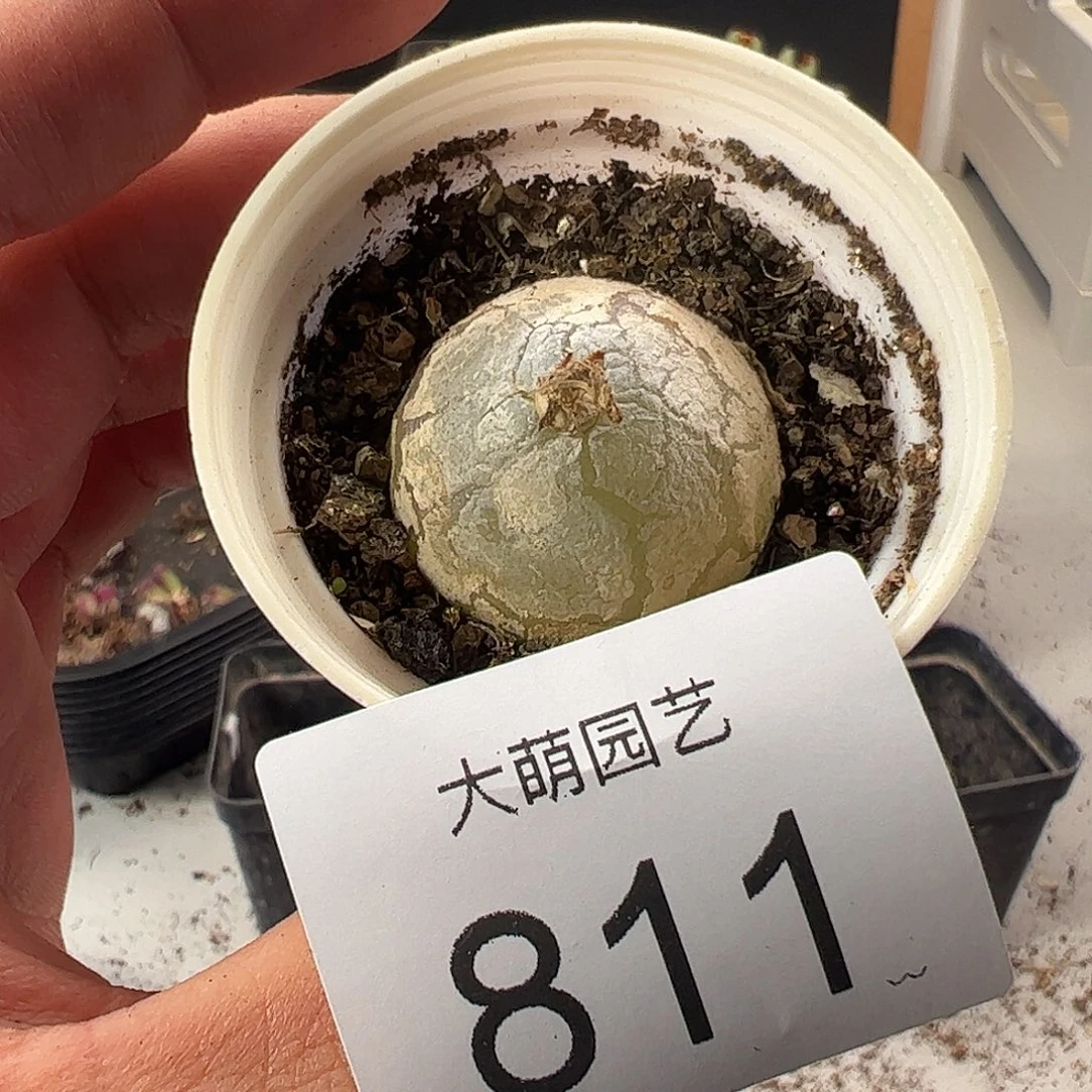 一物一拍。      811