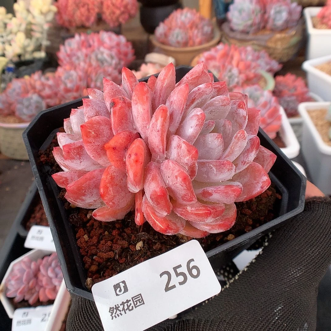 256雪天使多肉植物6666