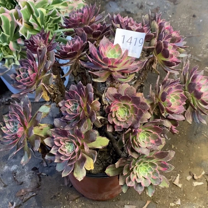 万花筒多肉断头不包1419