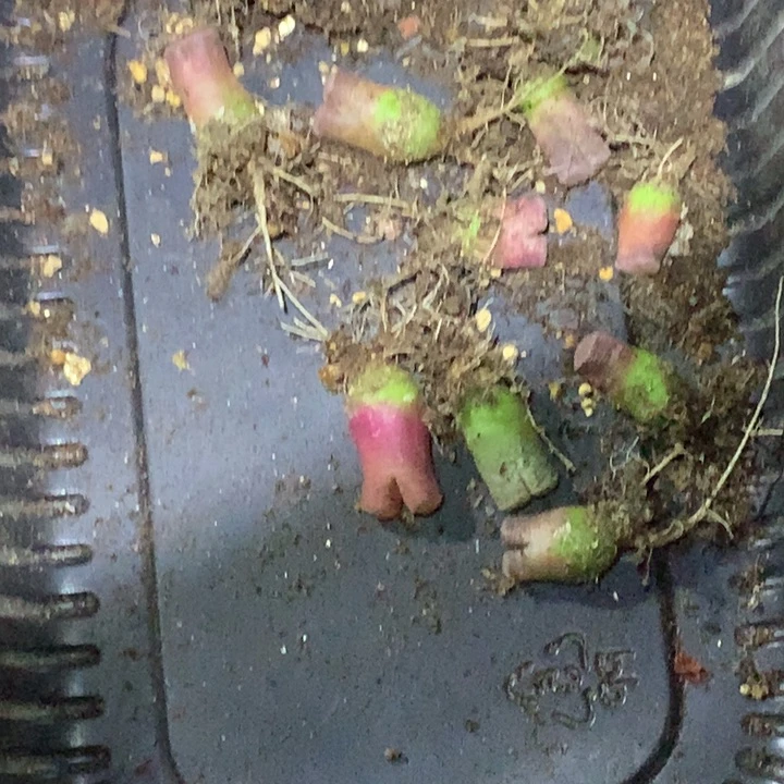 丁*精品多肉植物大战僵尸先生