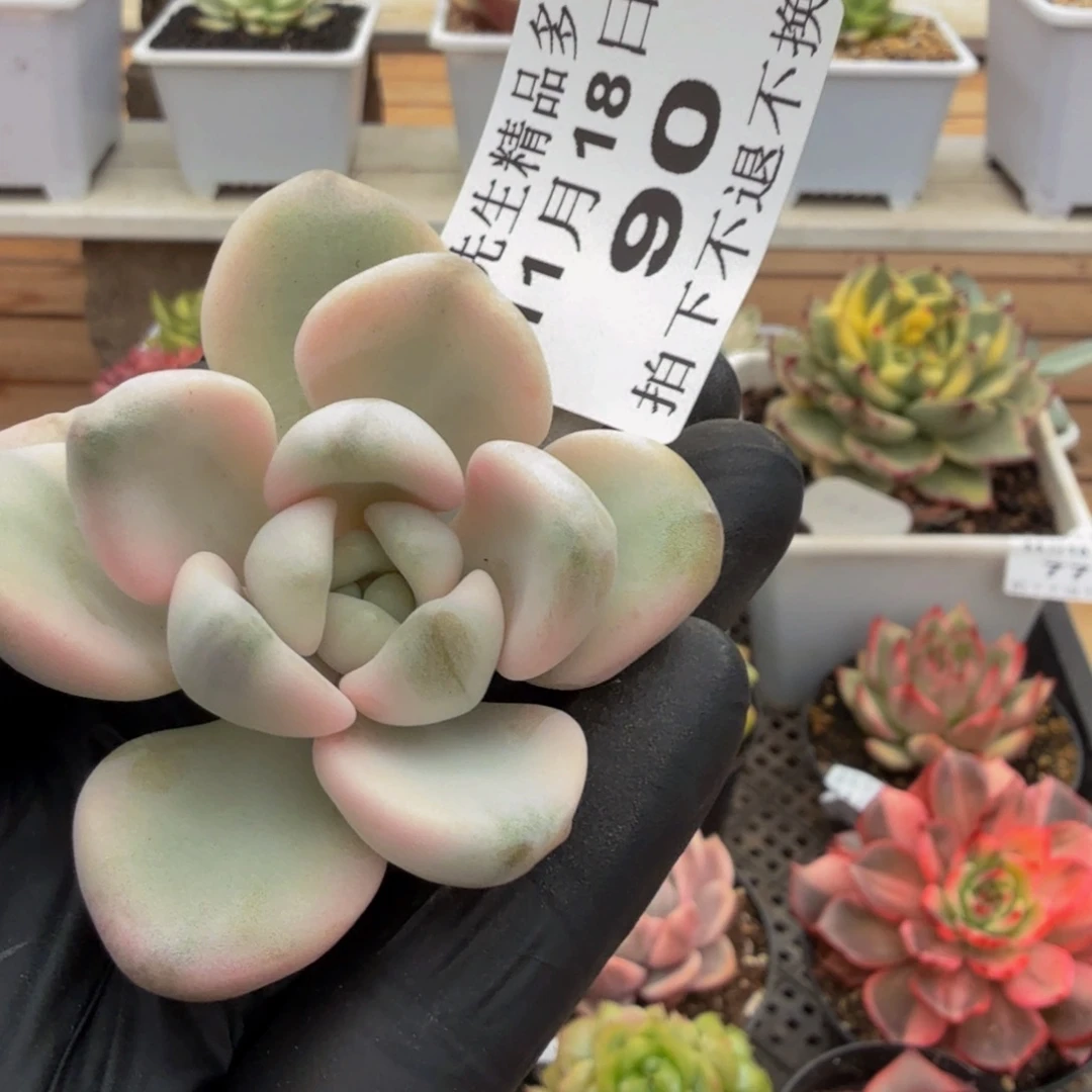 1118-90白鹭锦头盖