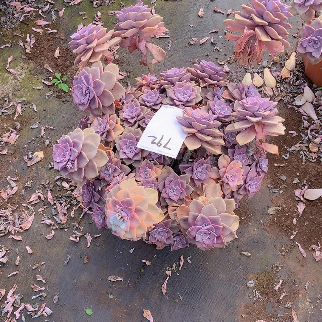 一**妈一物一拍多肉外播紫乐锦792物流自理