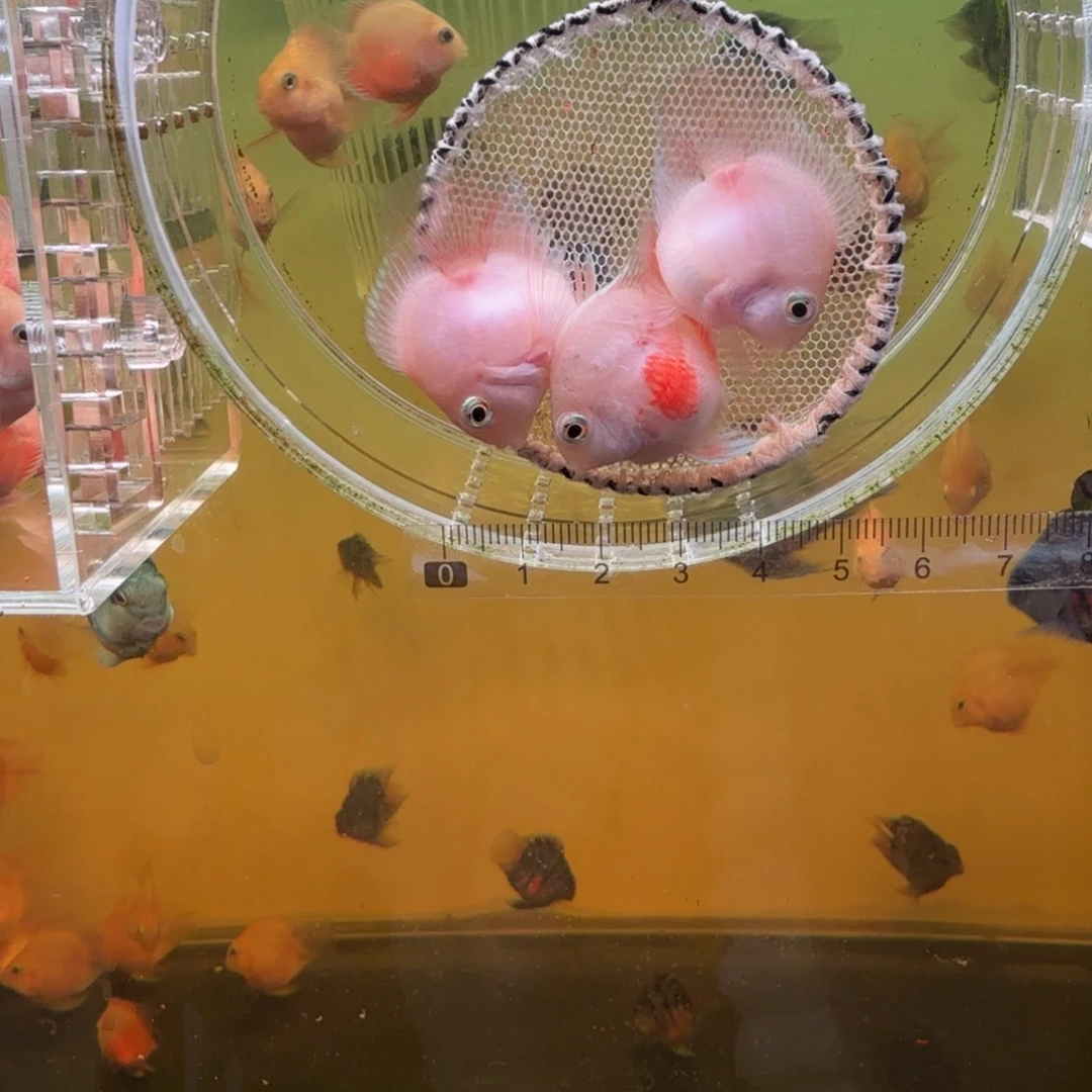 海水鱼胭脂粉一对