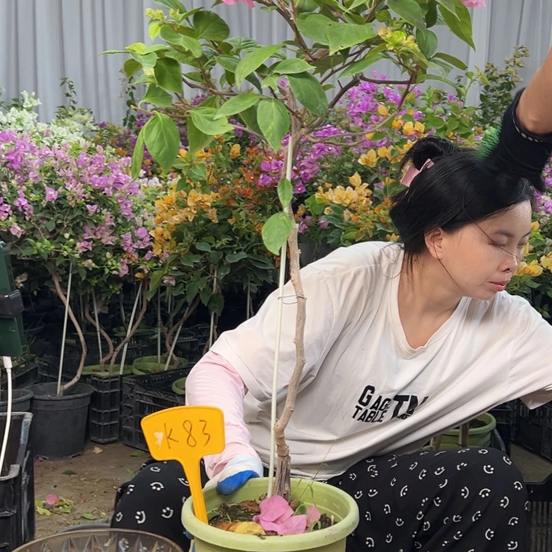 C***儿大部分花苞少量开放K83橙粉