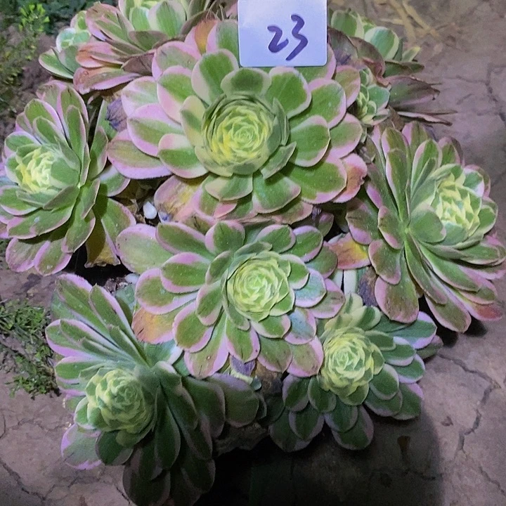 23号迈巴赫多肉15.8