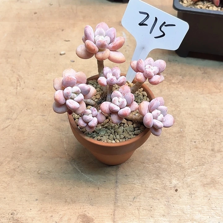 多肉植物，落神215号