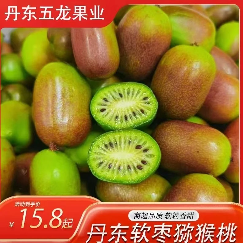 顺丰包邮早熟紫红皮软枣猕猴桃东北软枣子奇异莓香甜可口水果