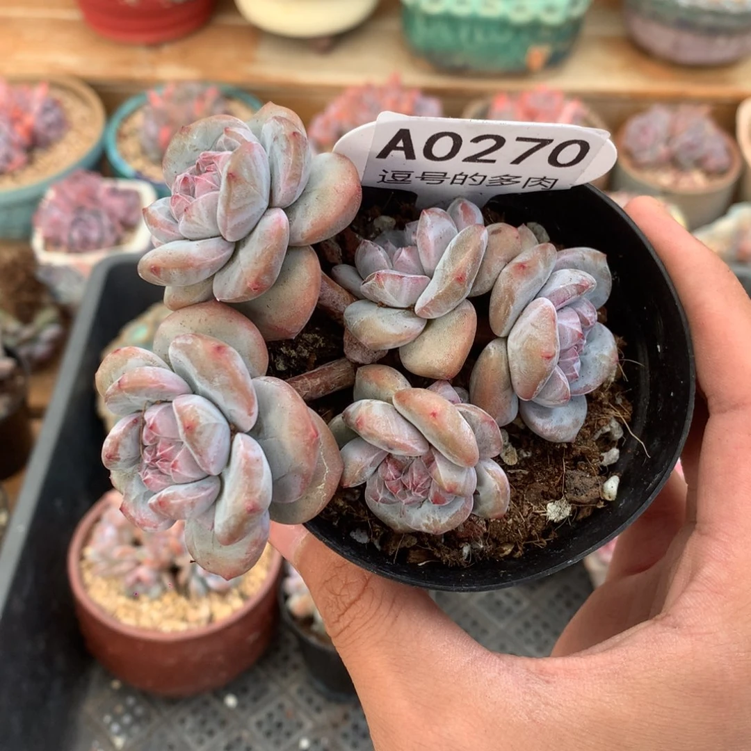 A0270 突尼斯飘枝 有砍 8cm