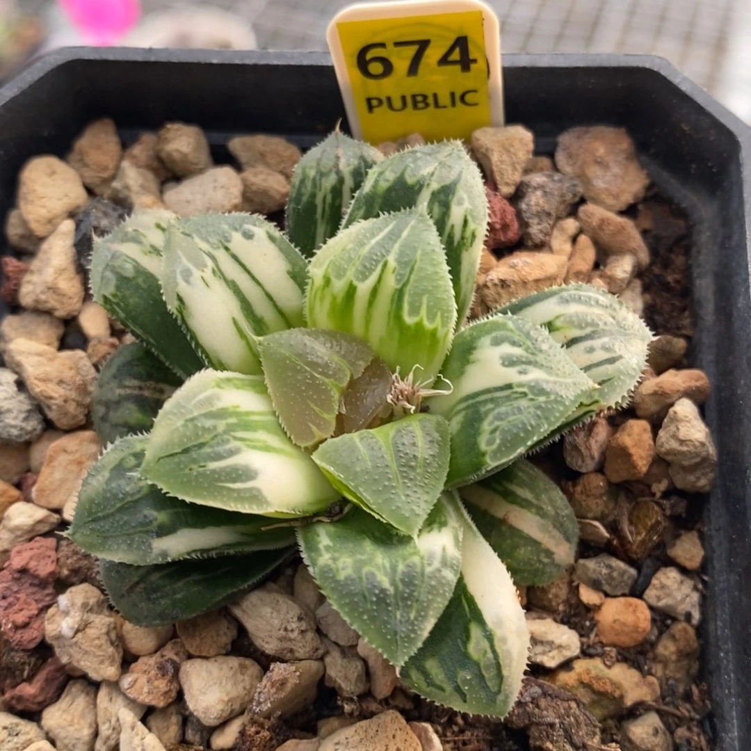 674号芷寿锦多肉植物