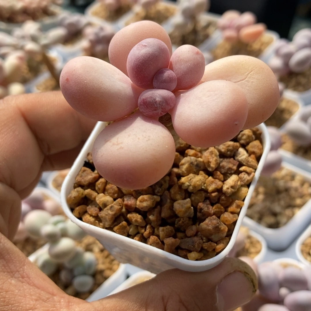 达摩奶一物一拍多肉