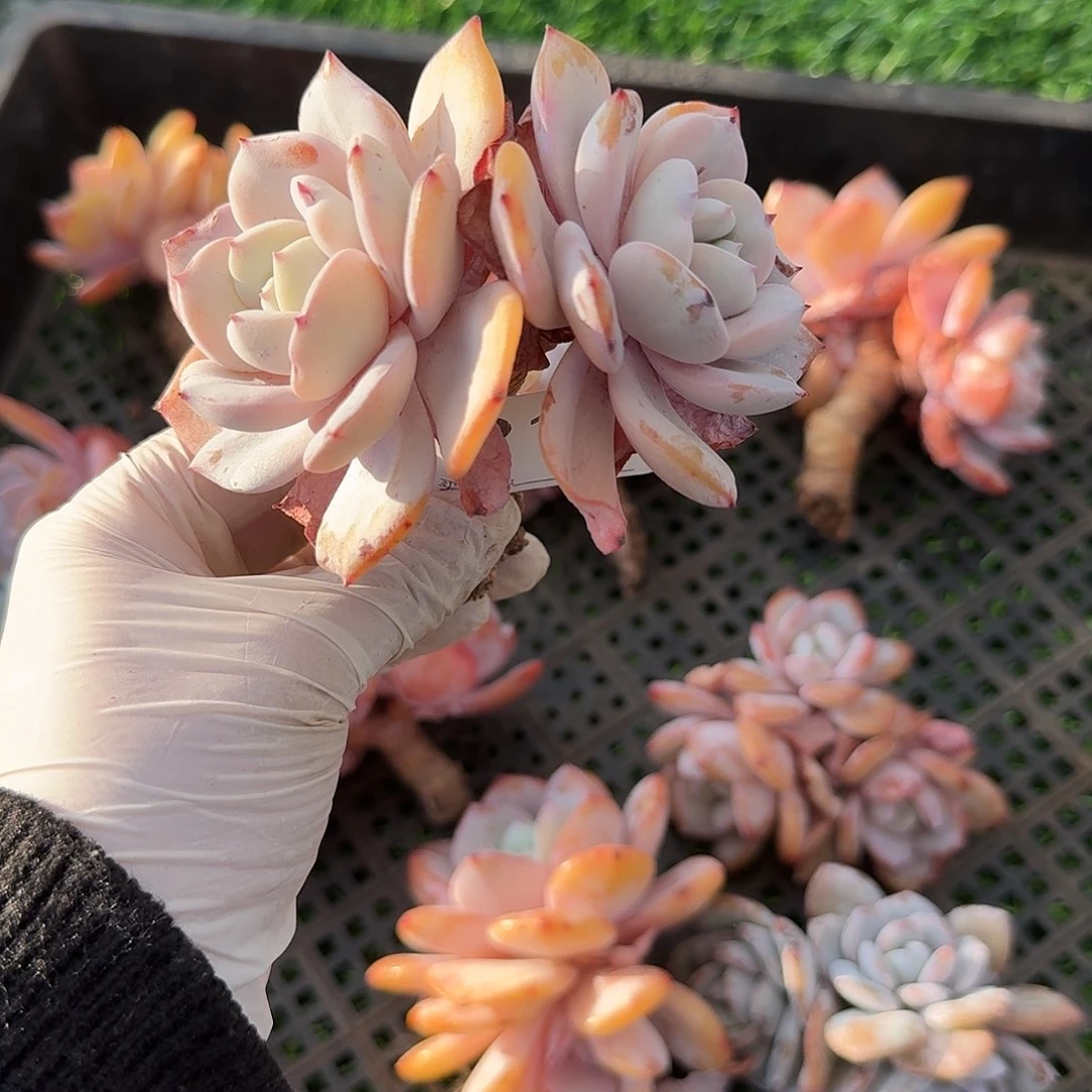 y***i#913 多肉 售后范围：签收起7天内