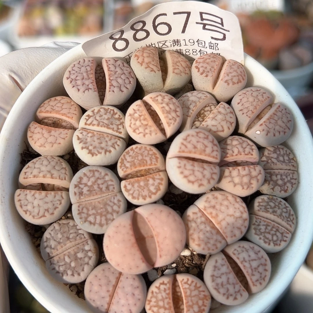 好养易活生石花大母本8867福利