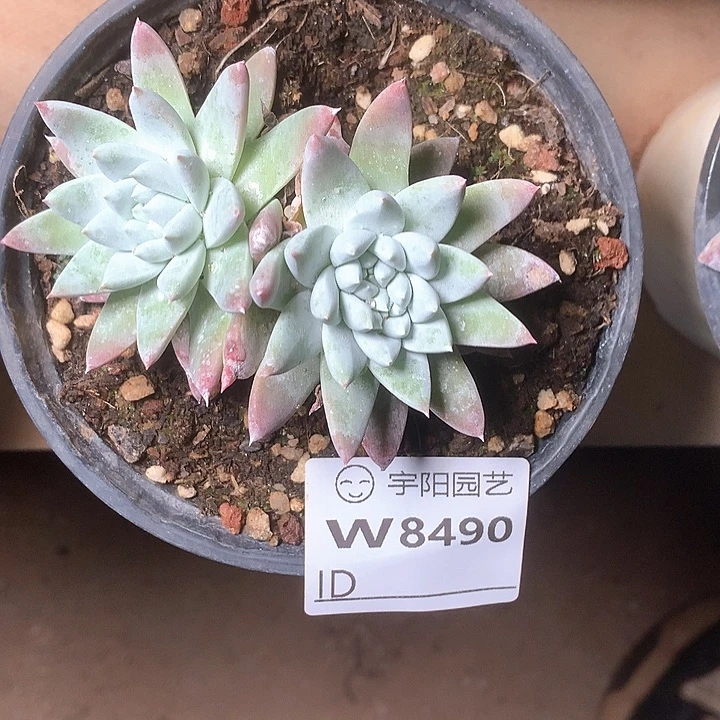 8490花朵脸苹果叶多肉