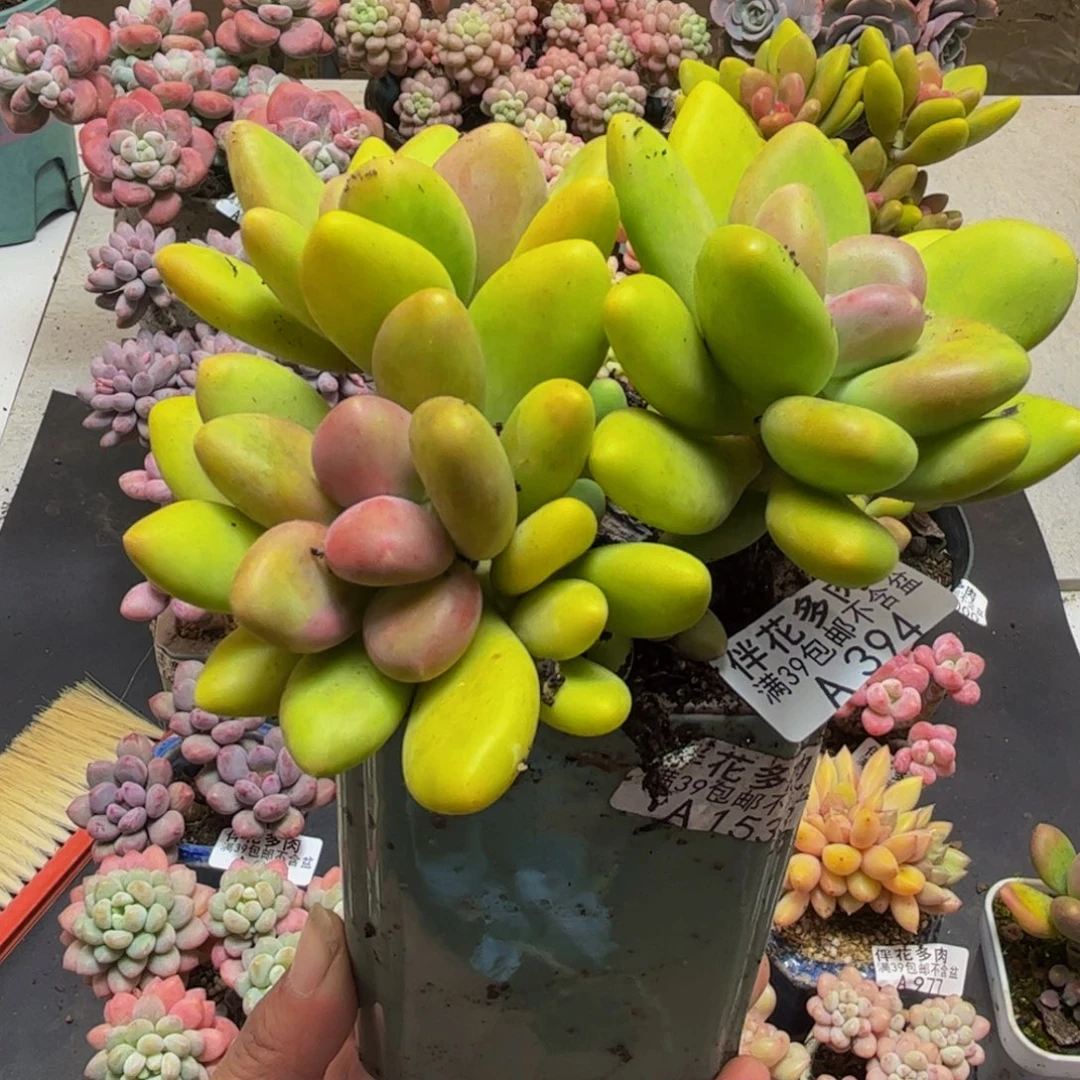 394芒果奶10cm多肉
