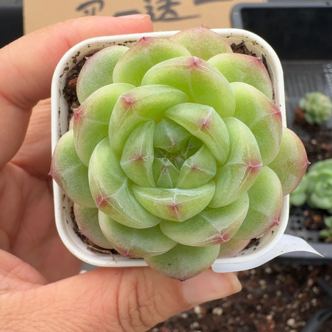 一物一拍一物一拍1108-847