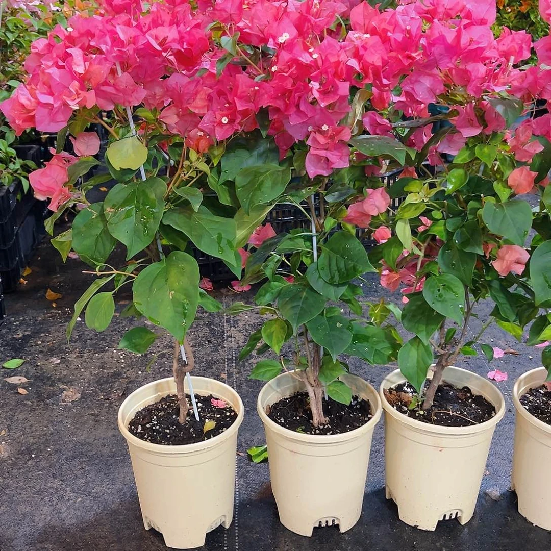 完全开放暗班夕阳红带竹一颗