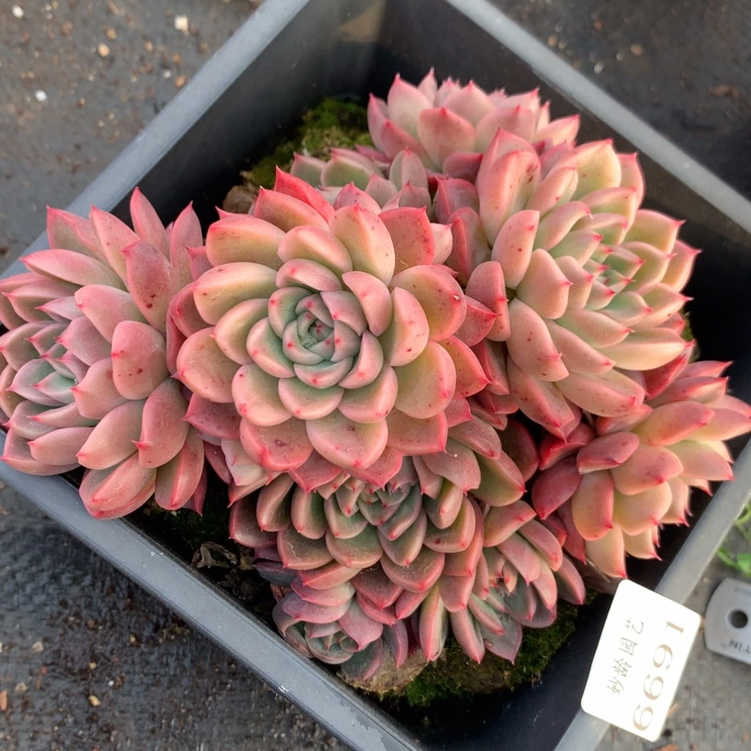 6691杂交多肉植物