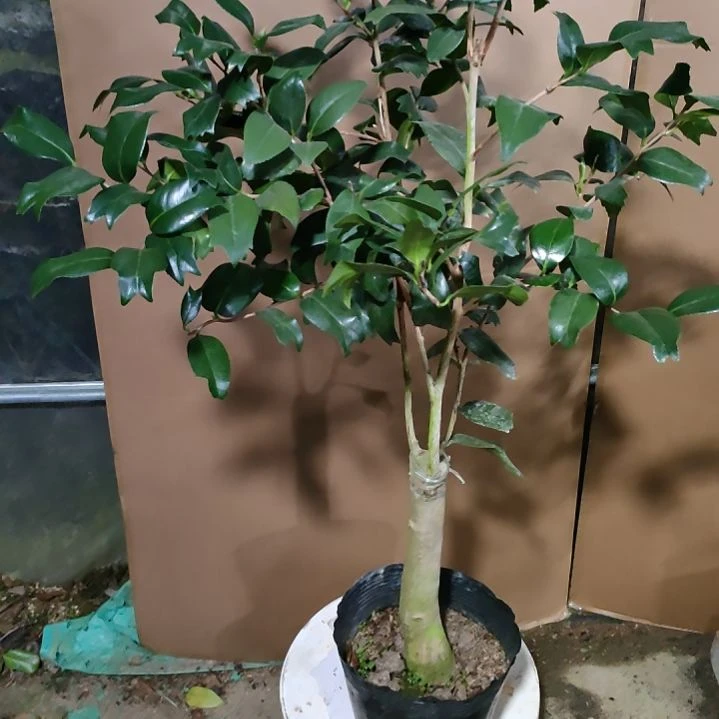 343黑狮子金鱼，原盆原土发货，不包邮