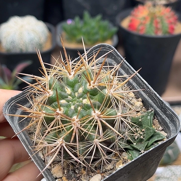 无花朵输入种源智利球+帝冠