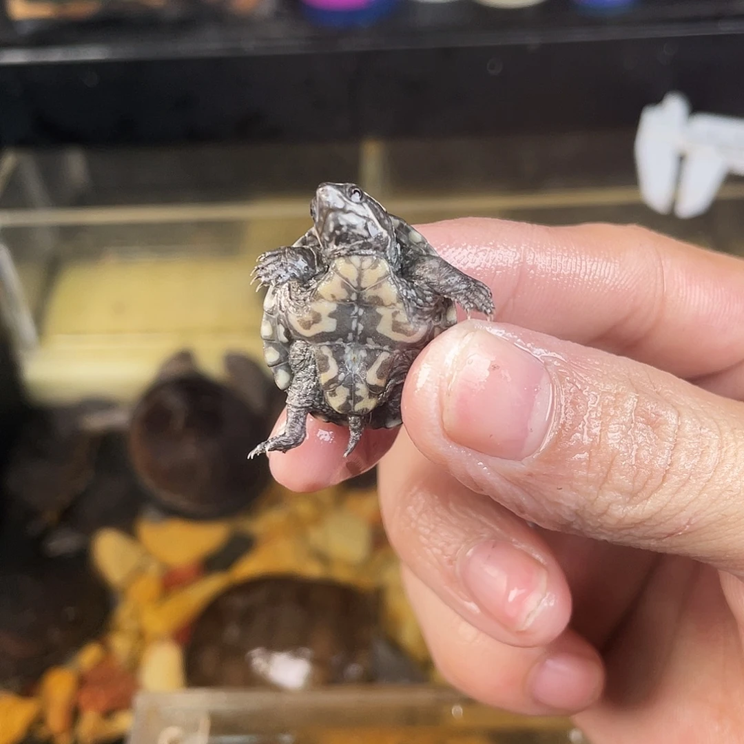S***K绿毛龟母点点滴滴的方法