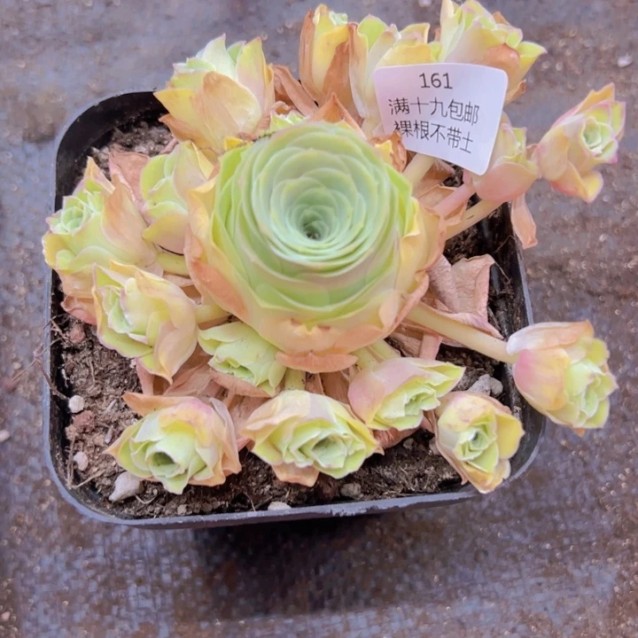 161 裸根不带土发货
