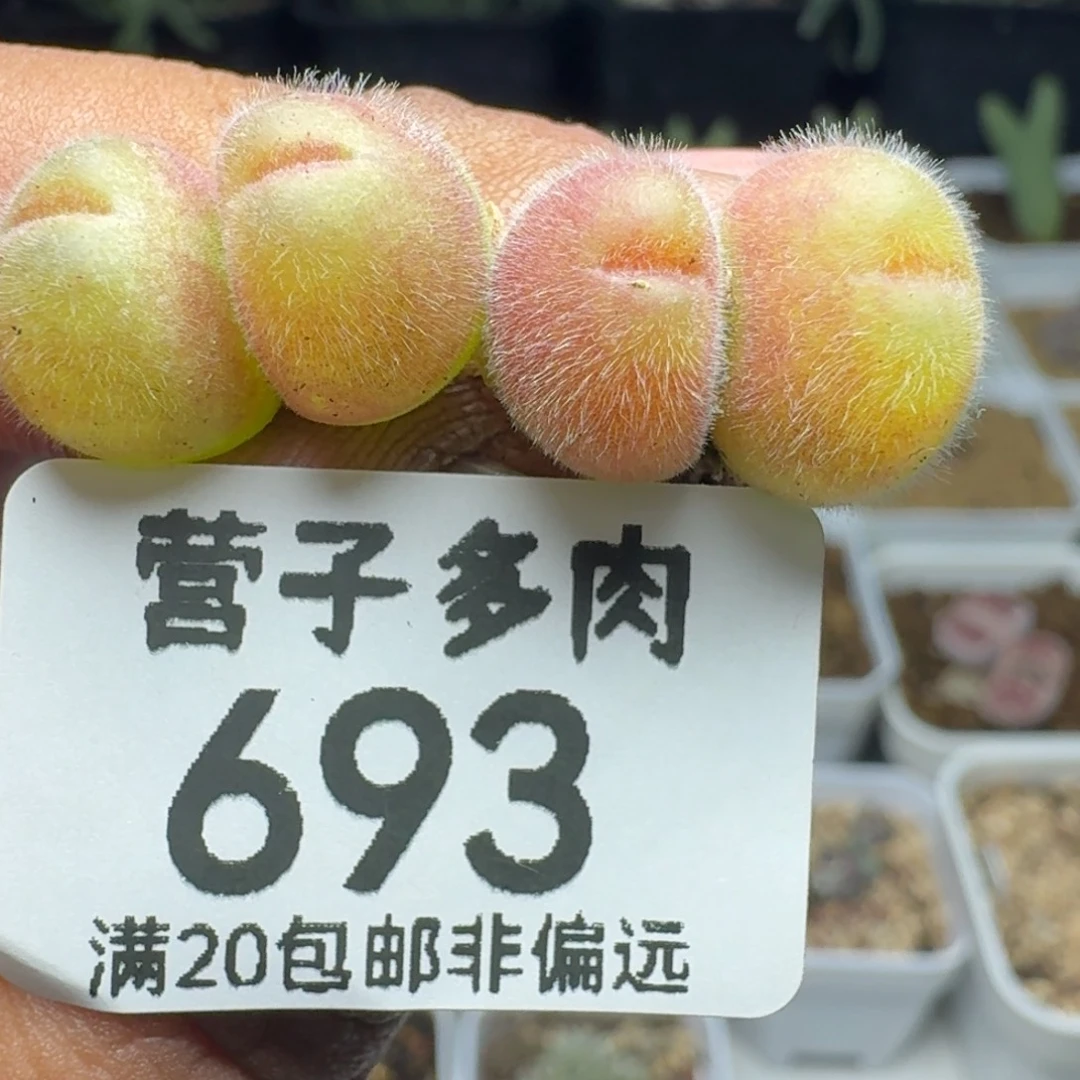长毛两颗双头。