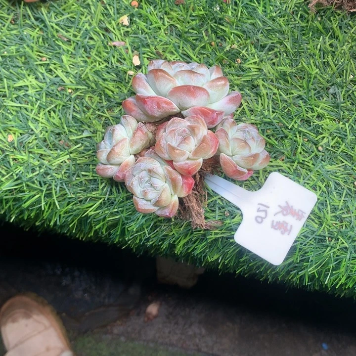 冰玉老桩多肉发货