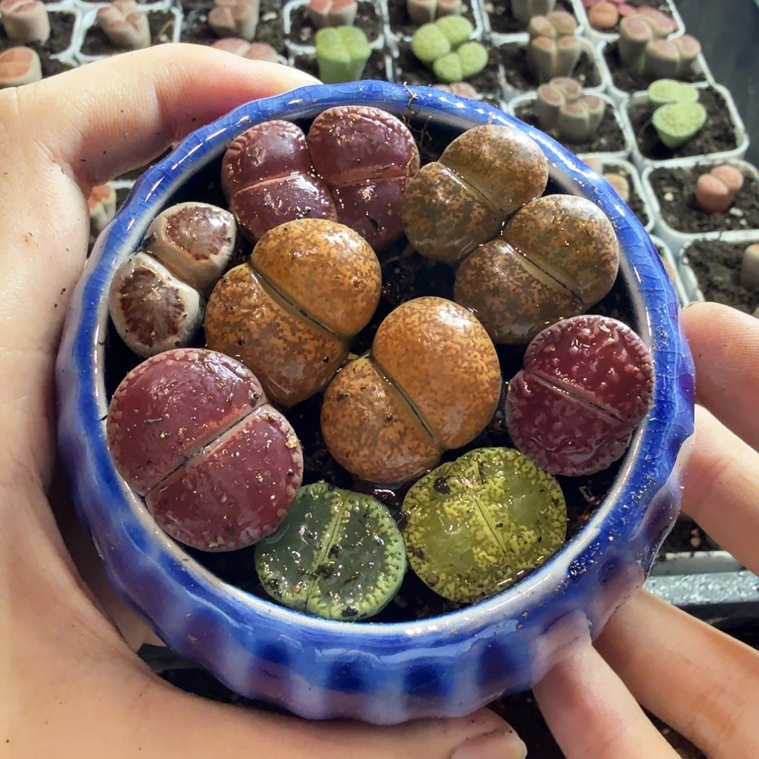3***3多肉植物的生长发育和生长886