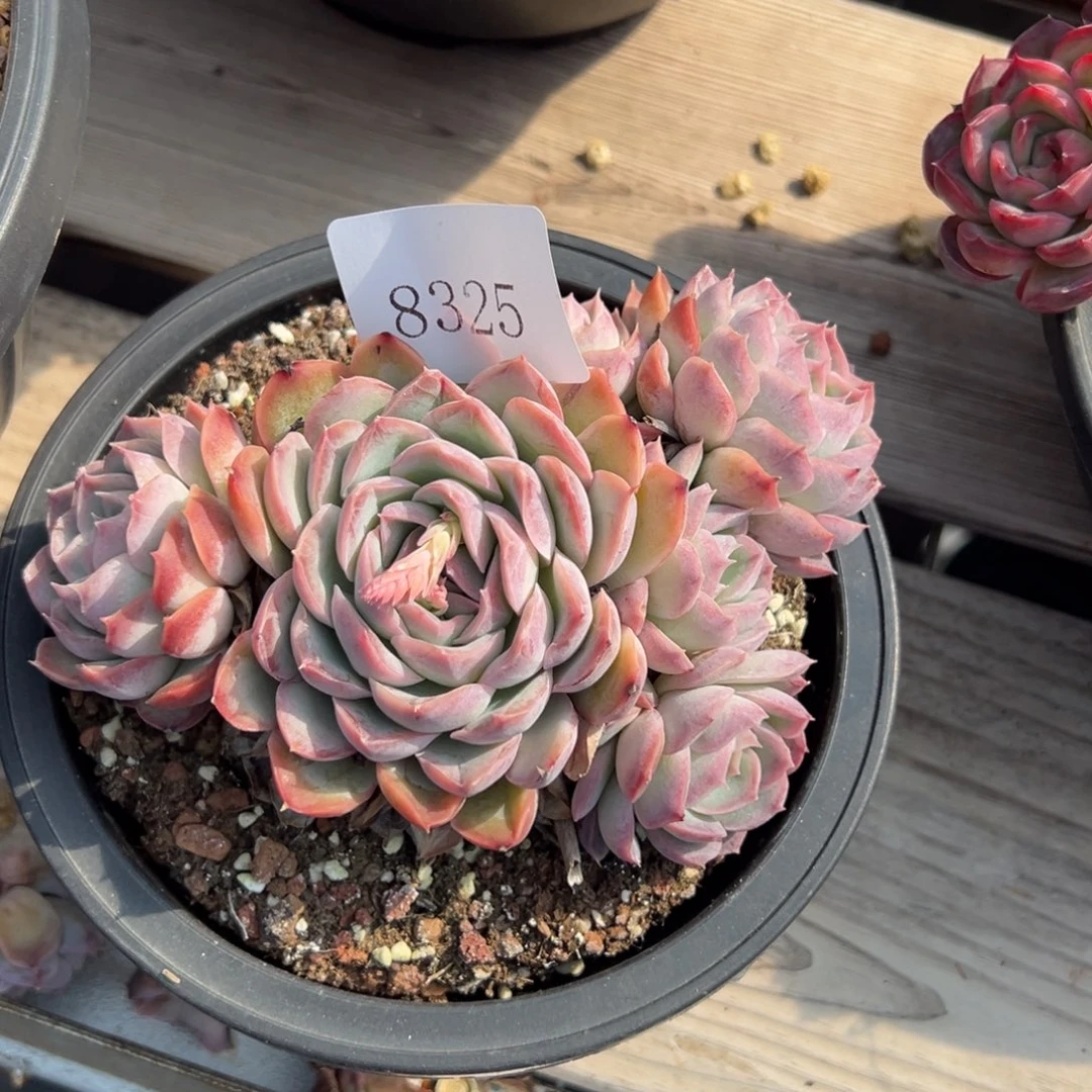 A****o8325多肉多多多多多多