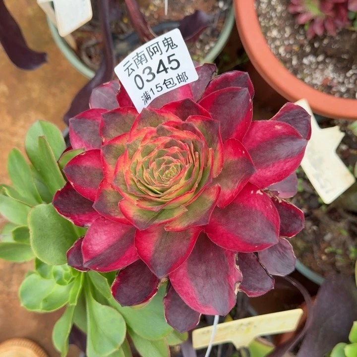 345号如意啊啊啊啊