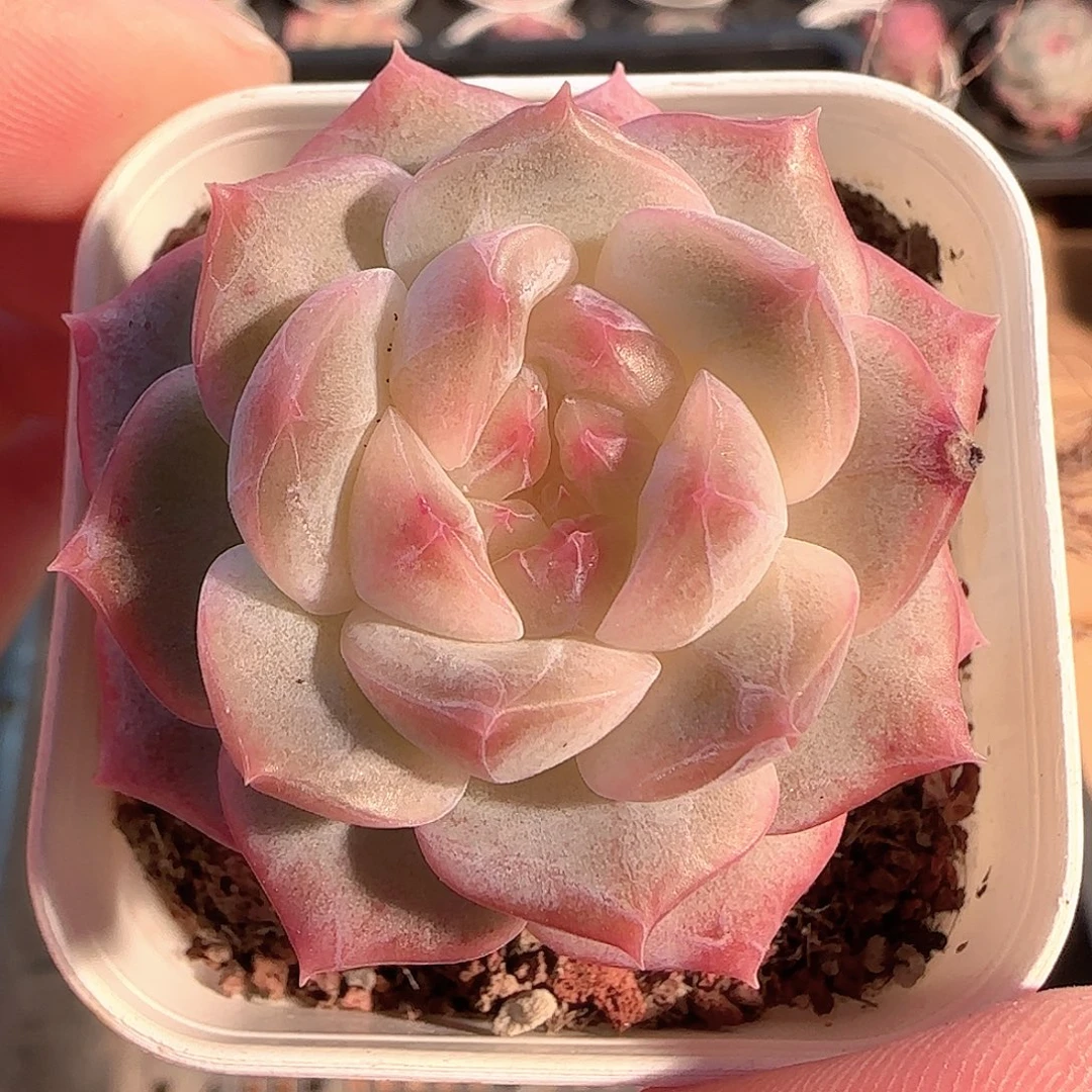 多肉1207-08糖心糖心